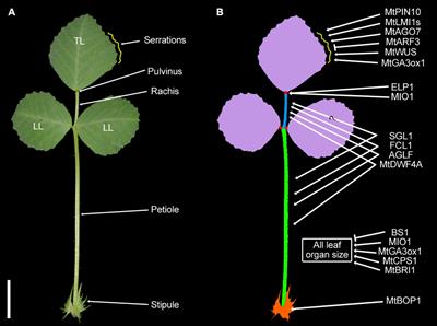 The Genetic Control of the Compound Leaf Patterning in Medicago truncatula